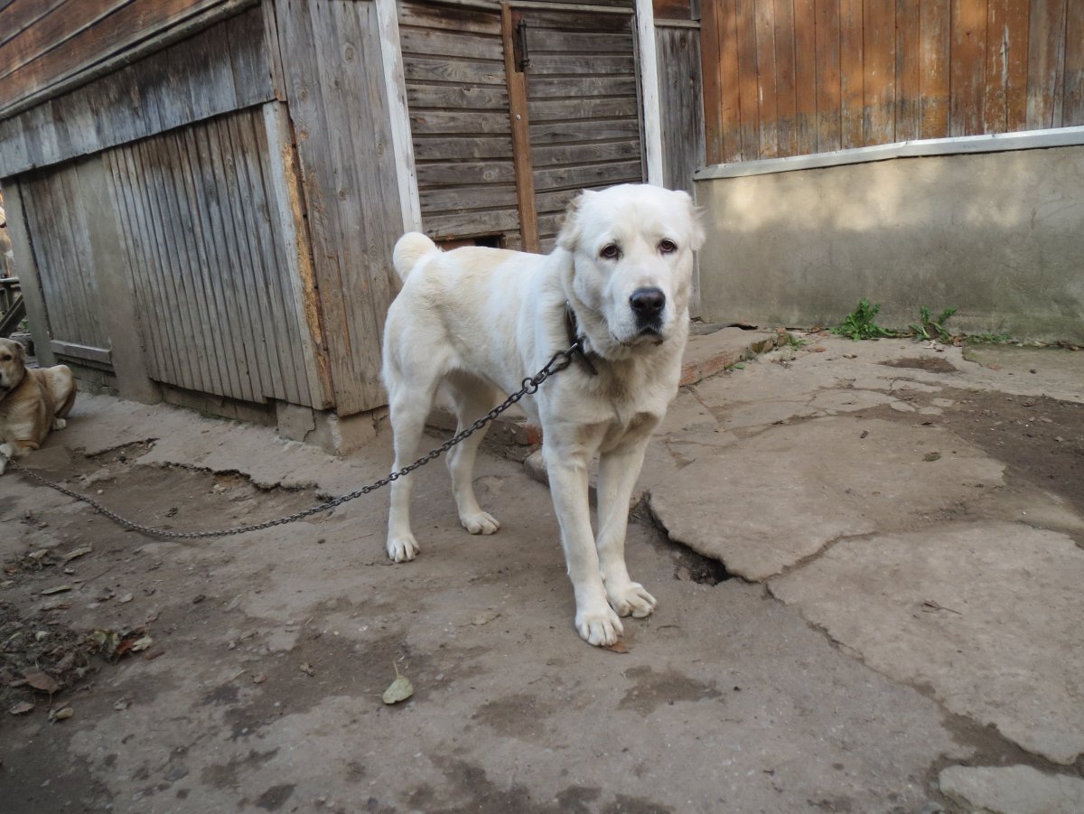 Кавказская Самоедская овчарка