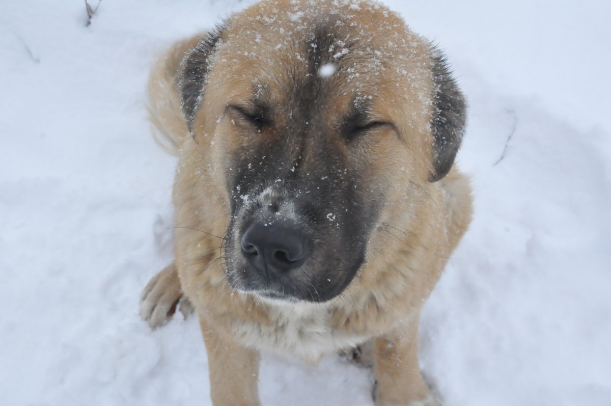 Алабай метис