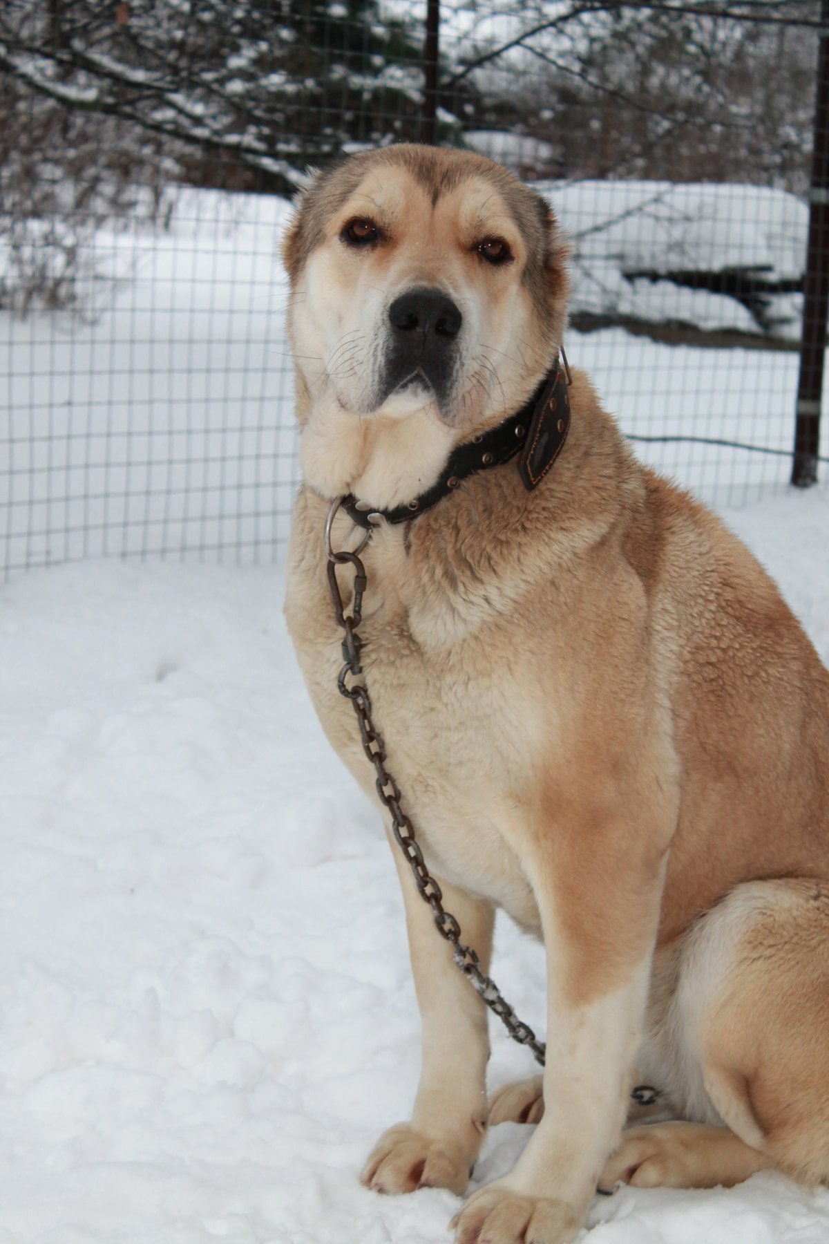 Гончий алабай