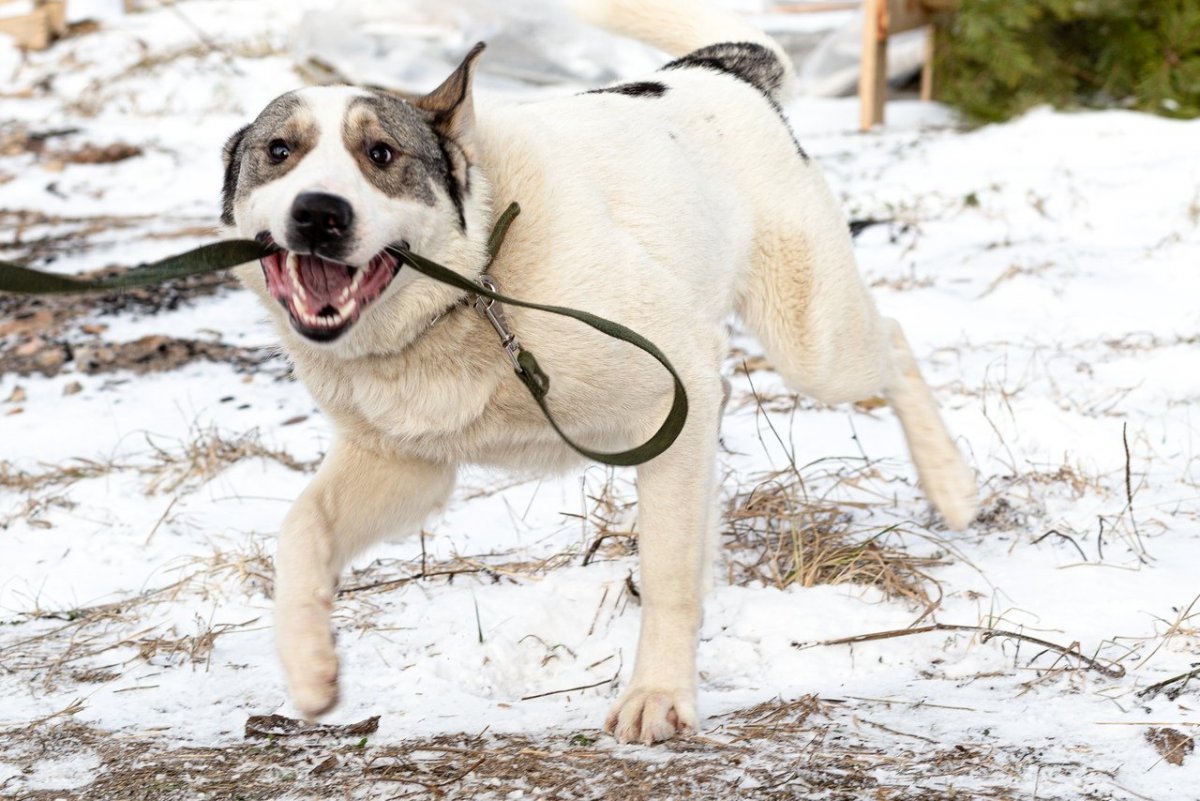 Метис борзой и алабая