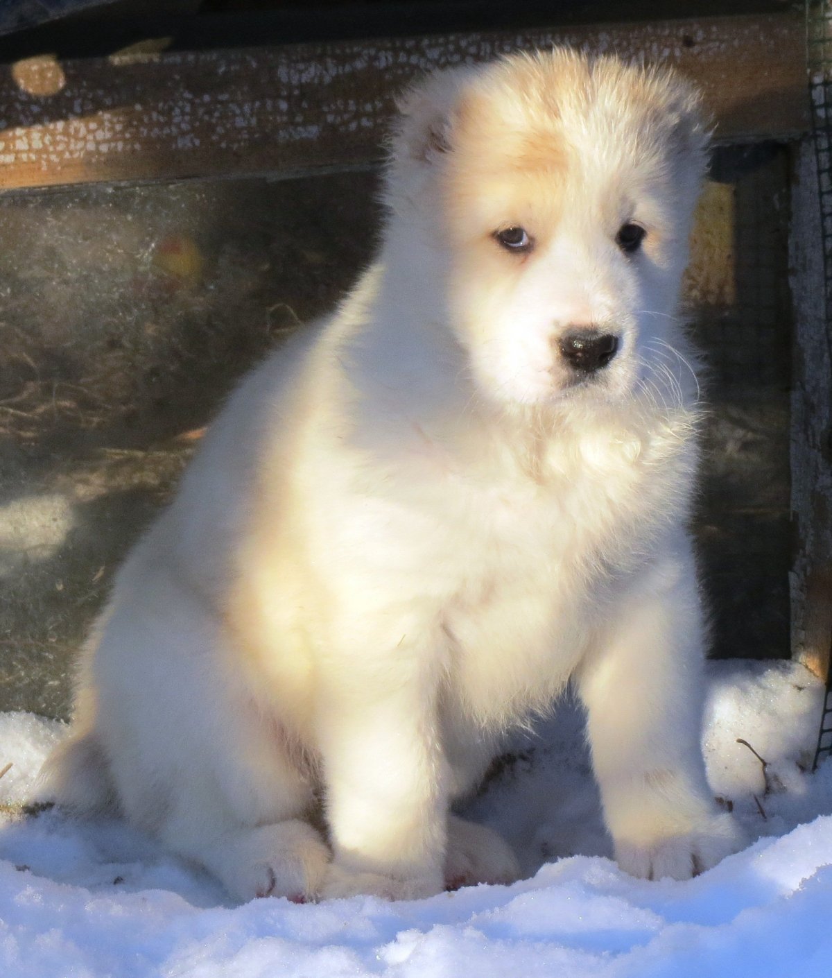 Метис на Аляске