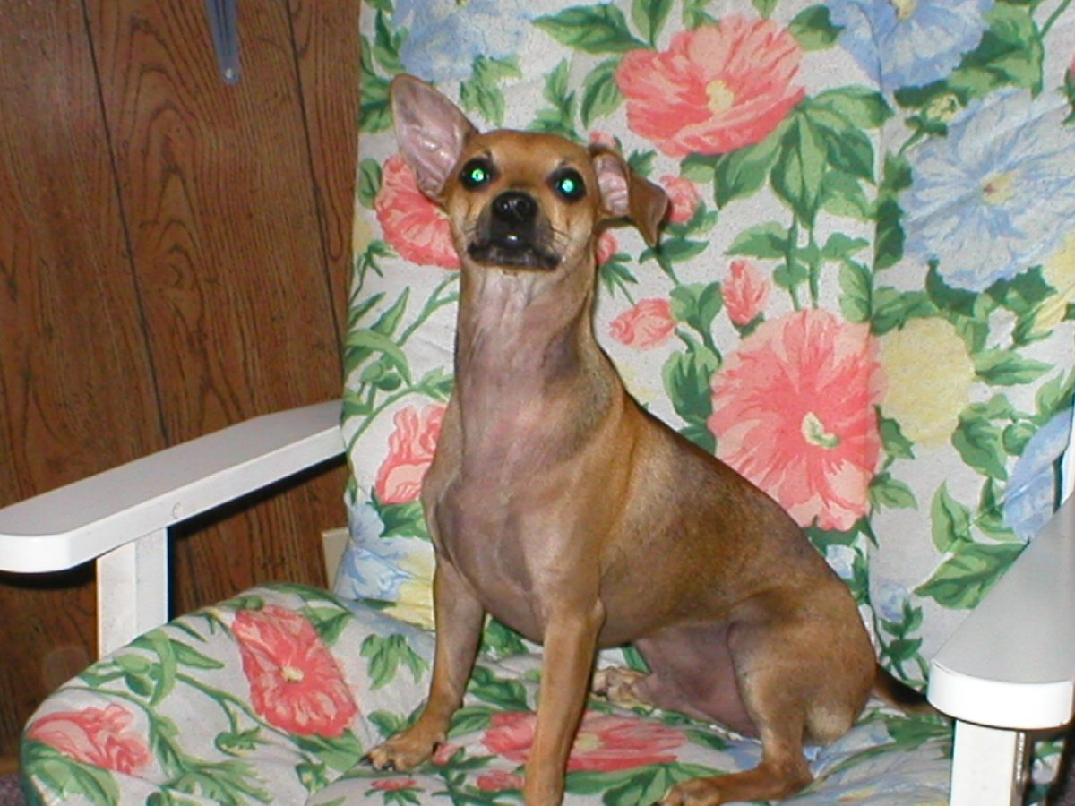 Японский пинчер карликовый