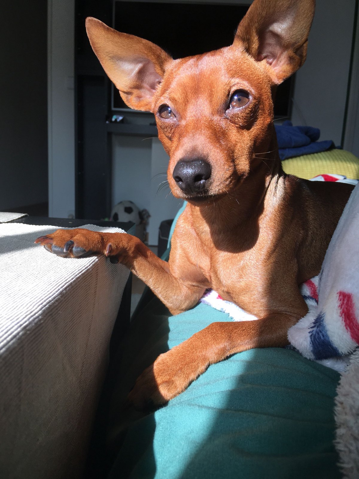 Тигровый Цвергпинчер