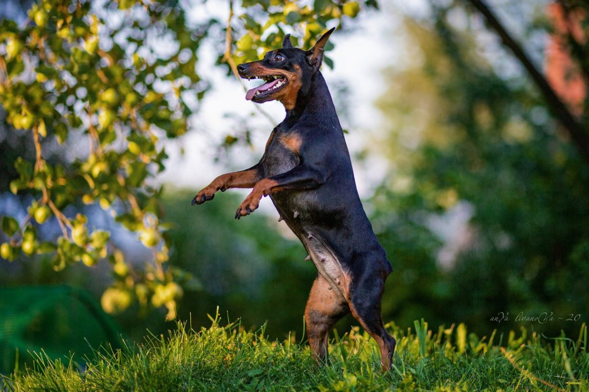 Карликовый пинчер светлый
