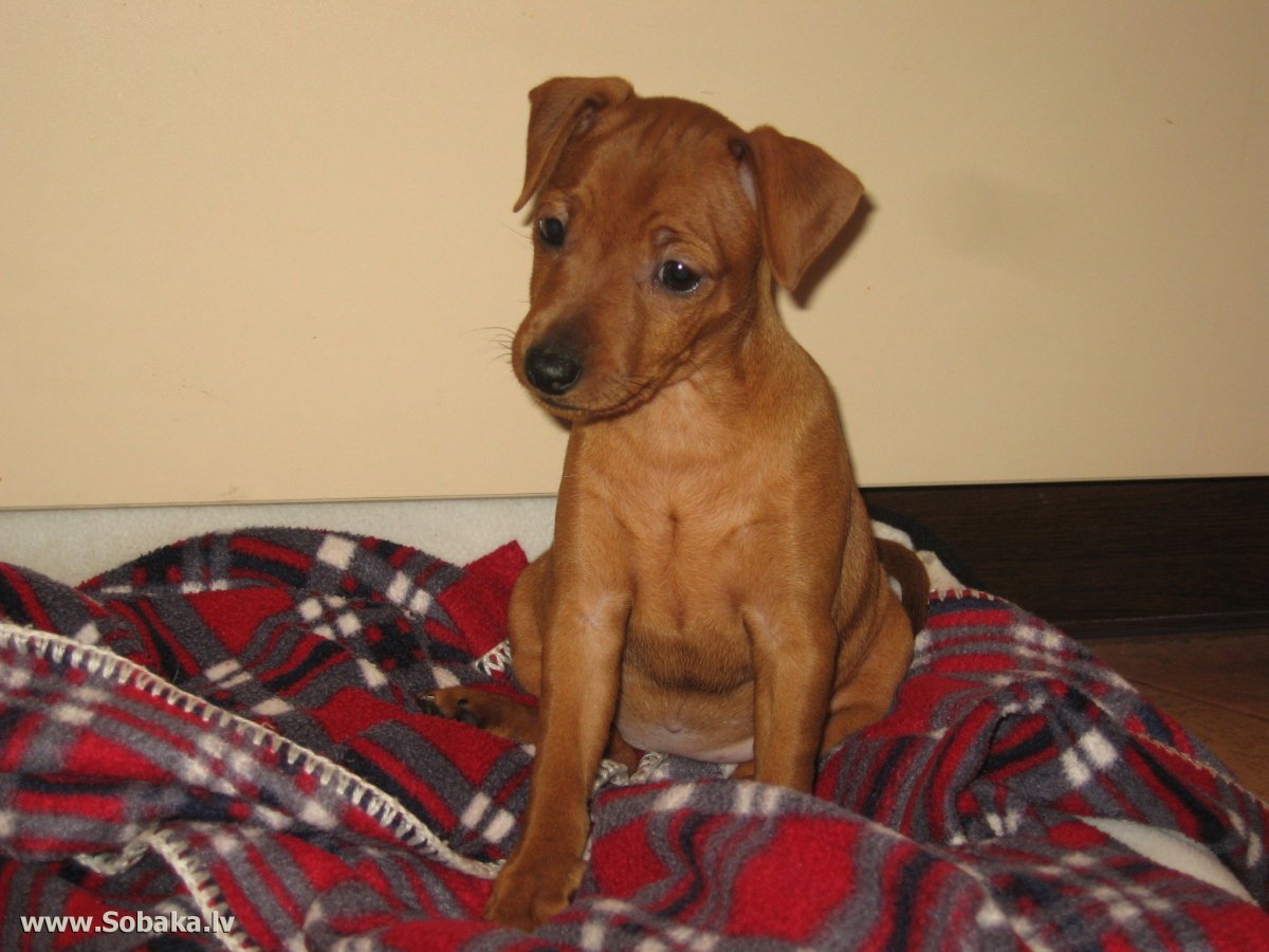 Пинчер Арлекин