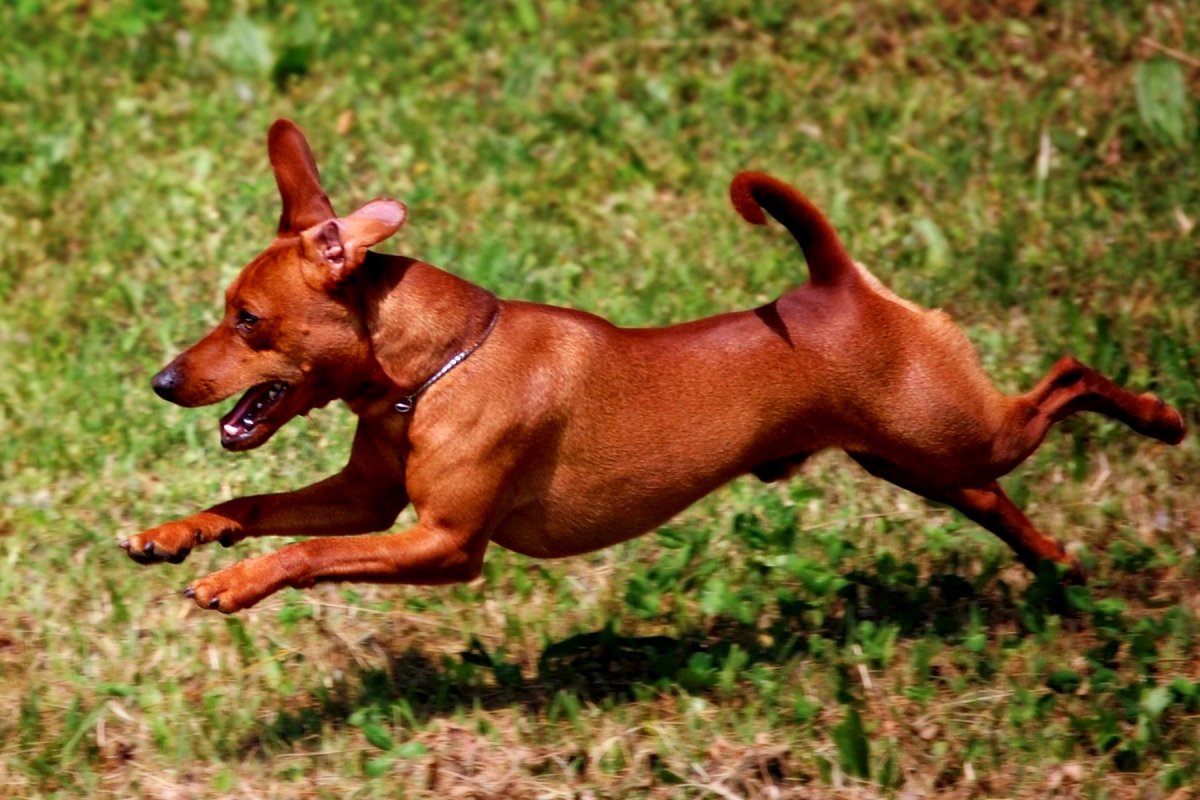 Доберман окрас Мерль