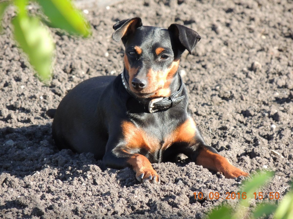 Доберман-пинчер Эстетика