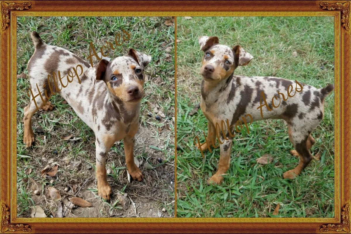 Мальтийский пинчер