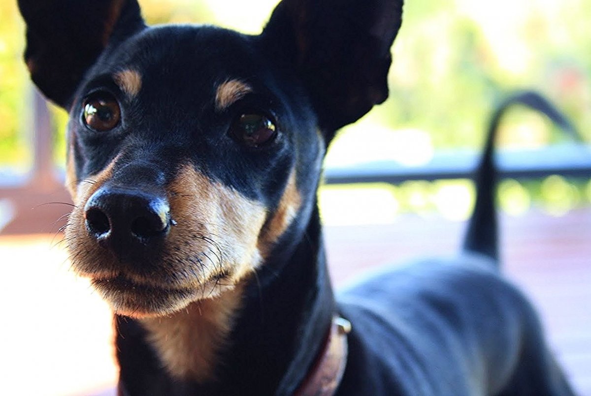 Японский пинчер фото