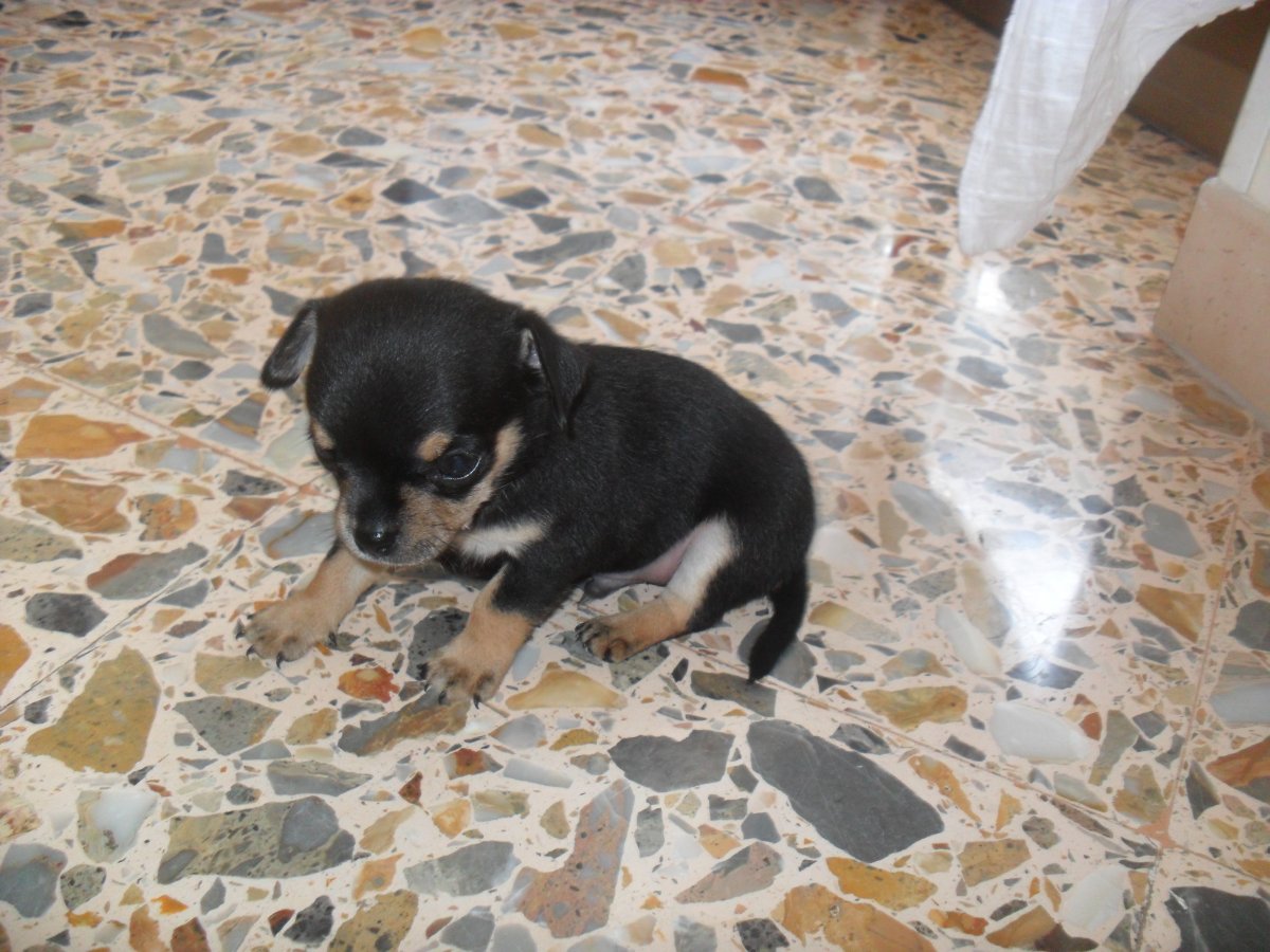 Доберман Пенелопа