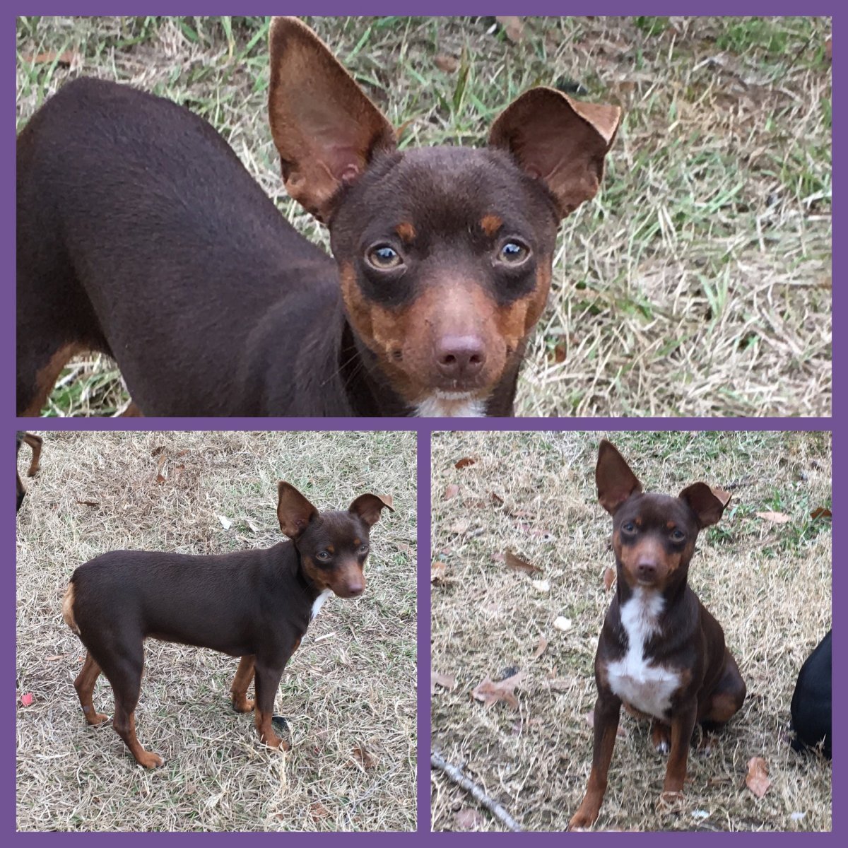 Карликовый пинчер Арлекин