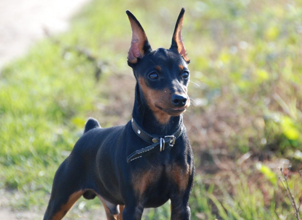 Пинчер Арлекин