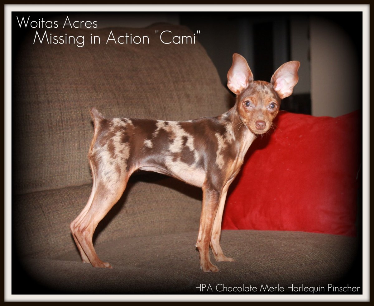 Японский пинчер карликовый