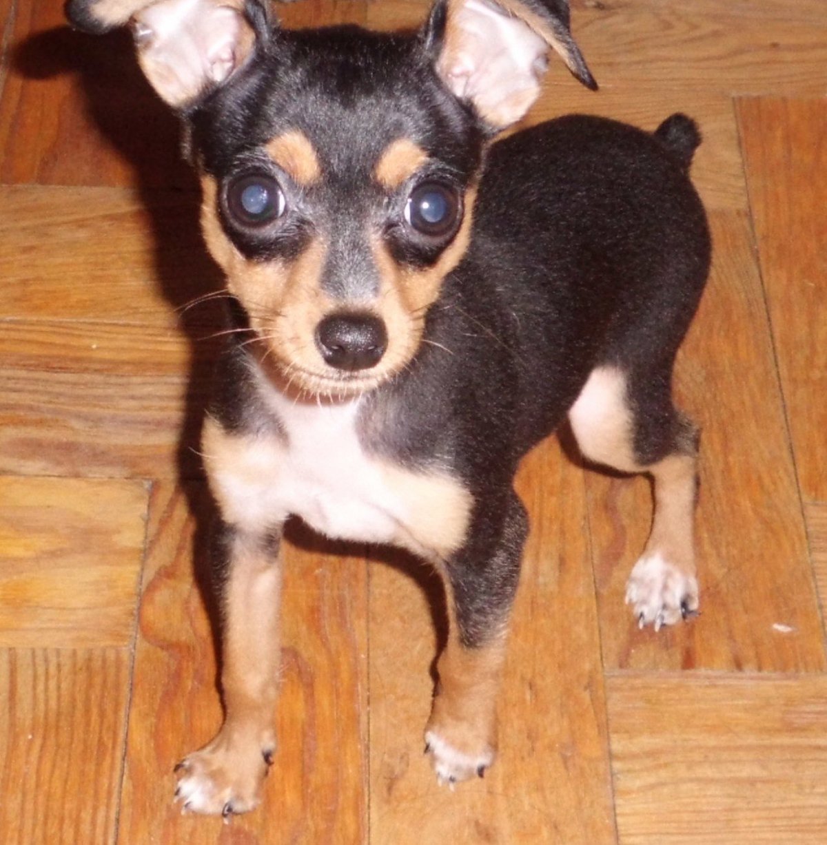 Цвергпинчер Арлекин