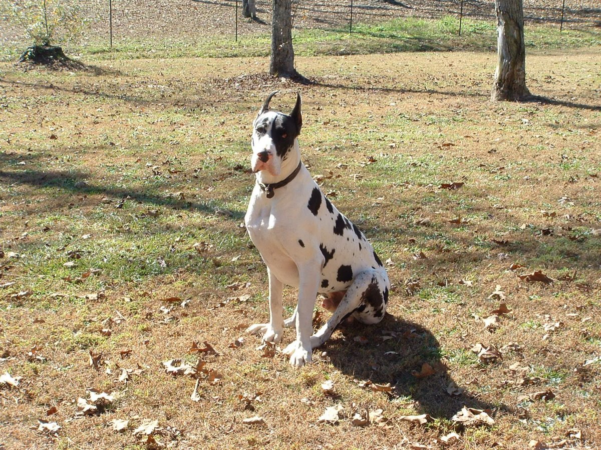 Пинчер Арлекин