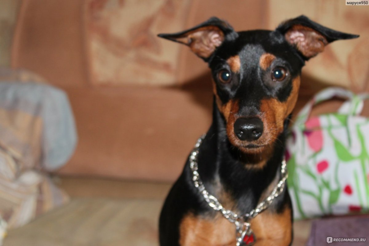 Карликовый пинчер далматинец