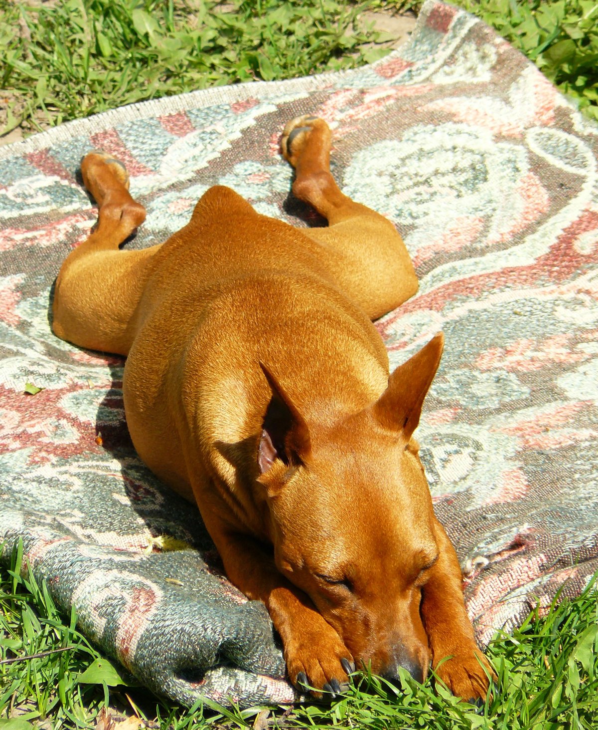 Карликовый пинчер Крысолов