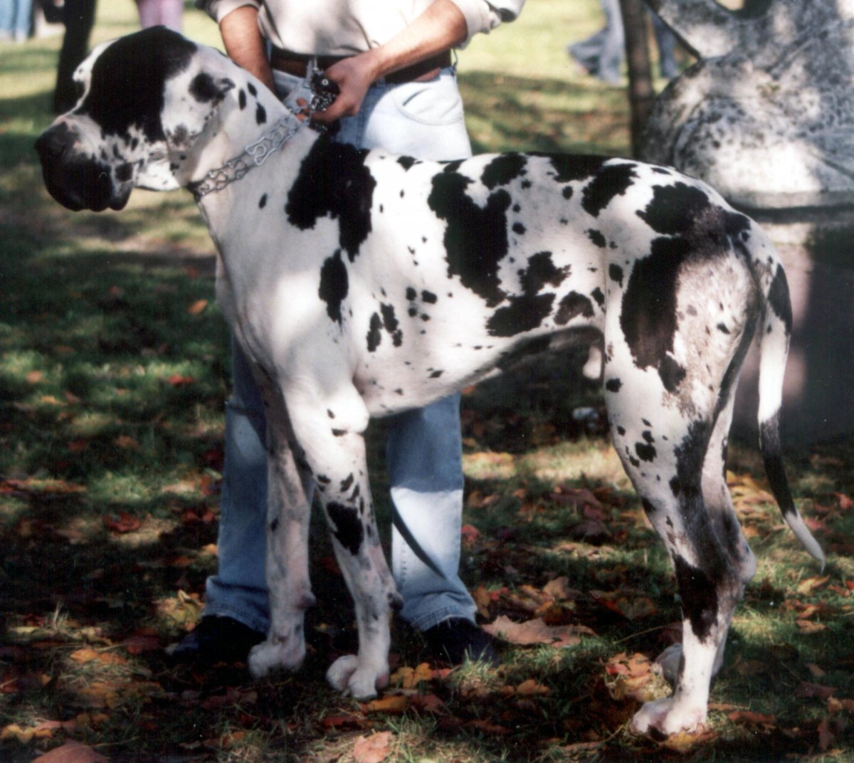 Фото танцуют Пинчеры