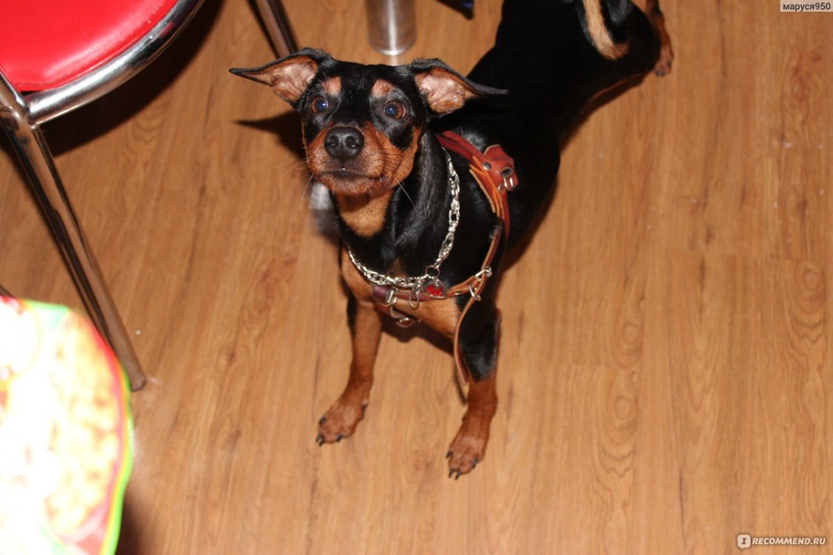 Карманный пинчер фото