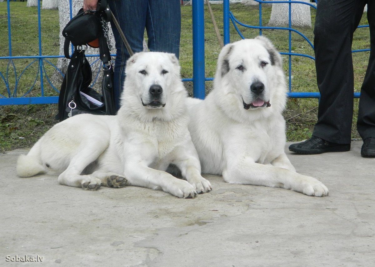 Киргизский алабай