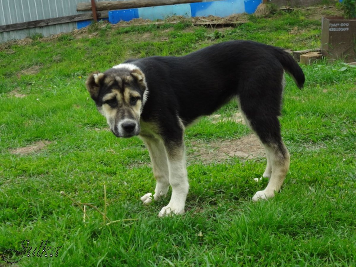 Среднеазиатская овчарка пегая