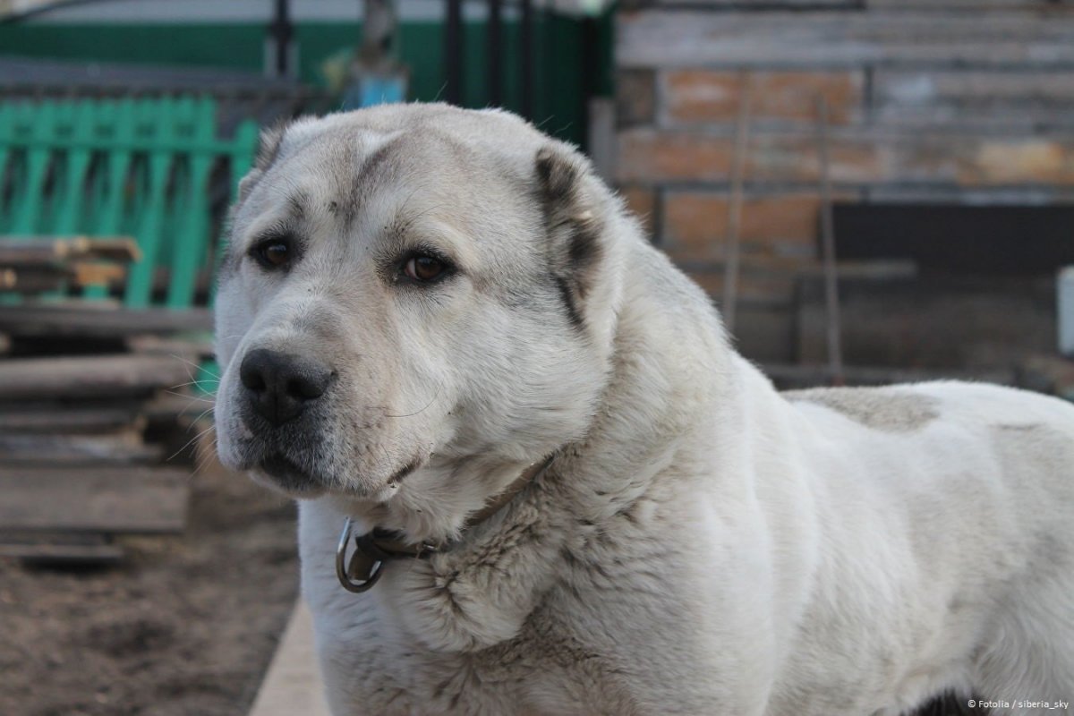 Аборигенные Алабаи Туркмении