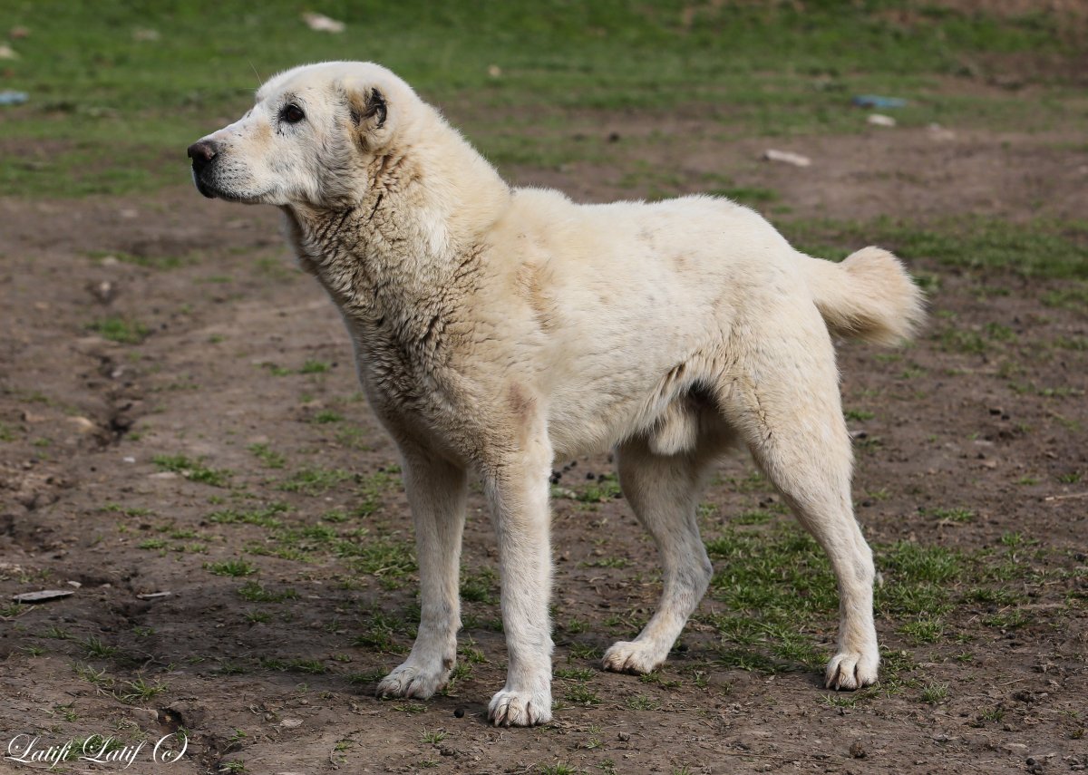 Алабай волкодав волкодав