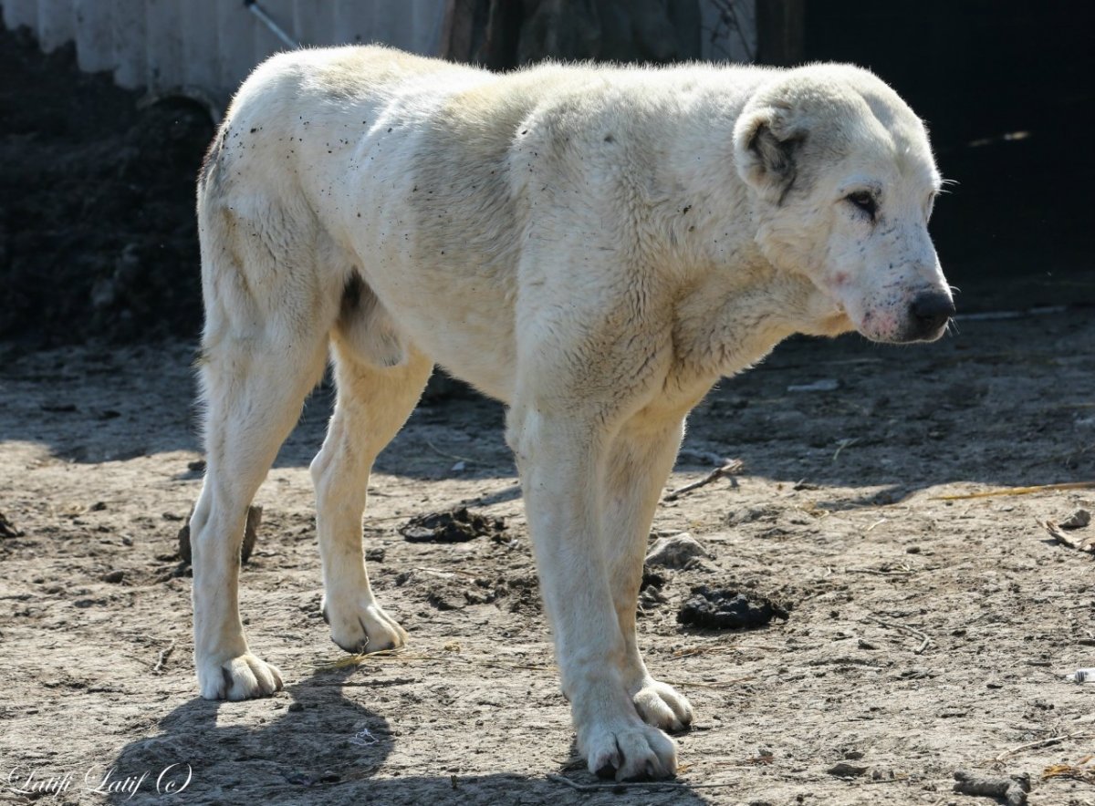 Гигантский алабай Джафар