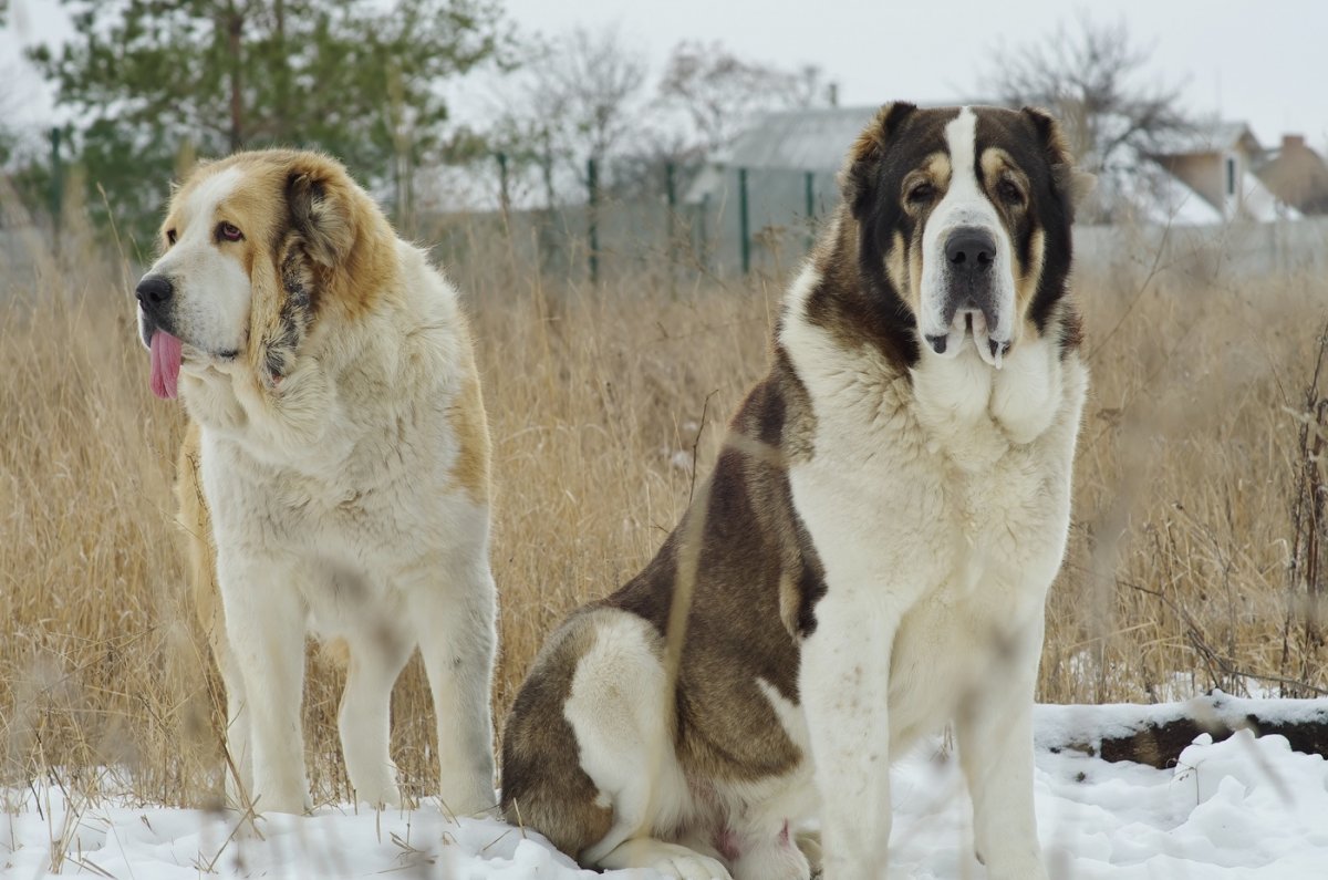 Туркменский алабай бульдозер
