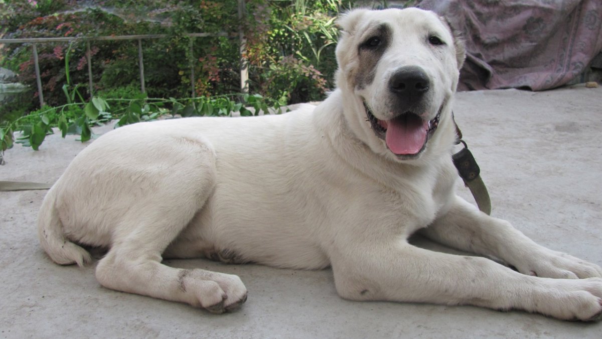 Тигровый алабай