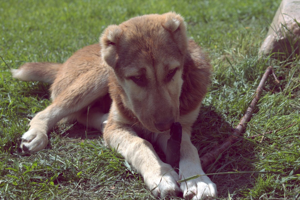 САО Среднеазиатская овчарка алабай