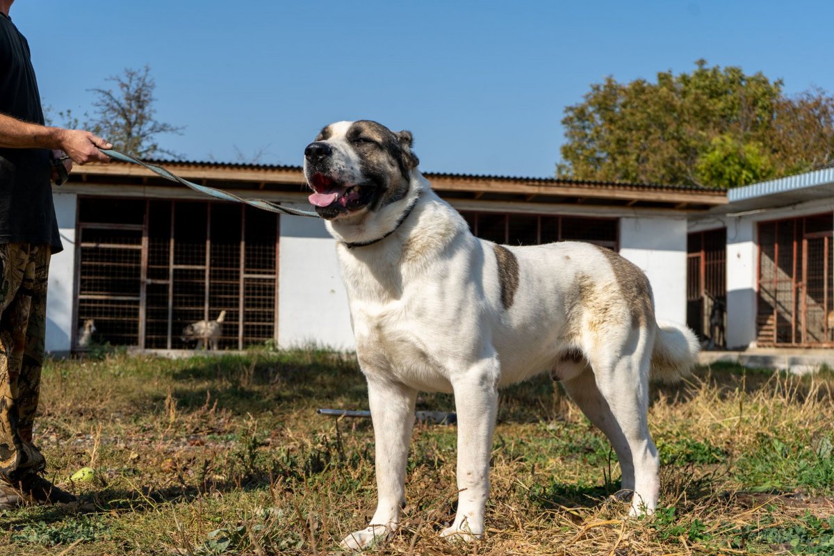 Красноярская Среднеазиатская собака