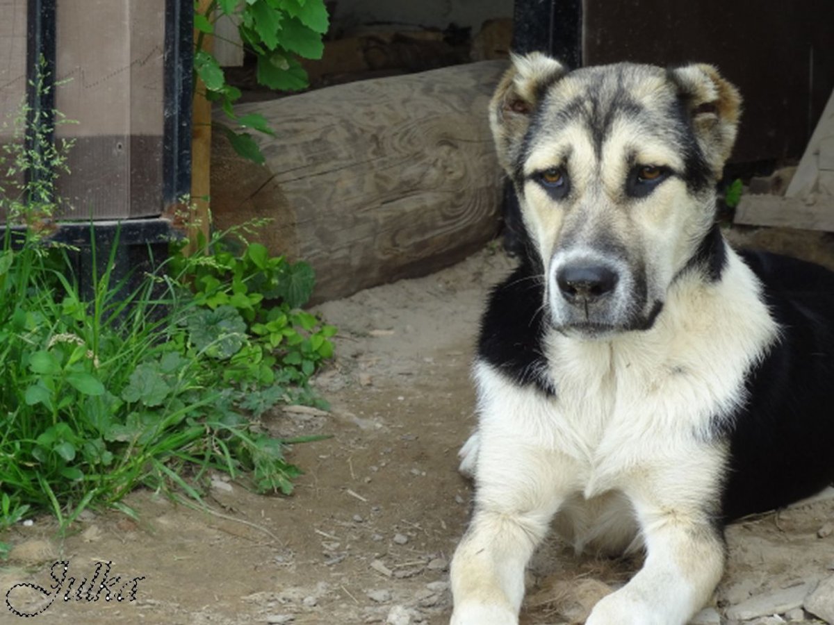 Аборигенные САО Туркмении