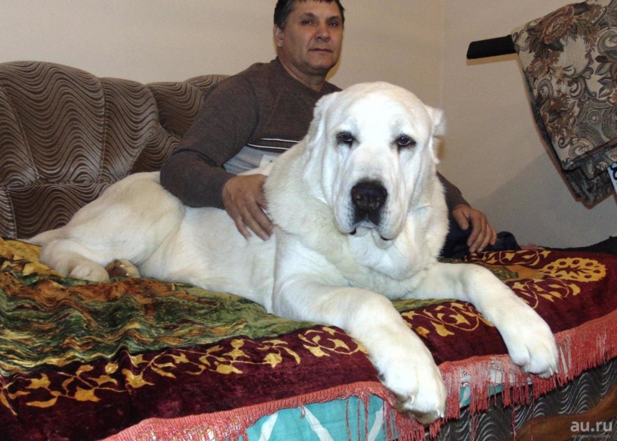 Гордый алабай