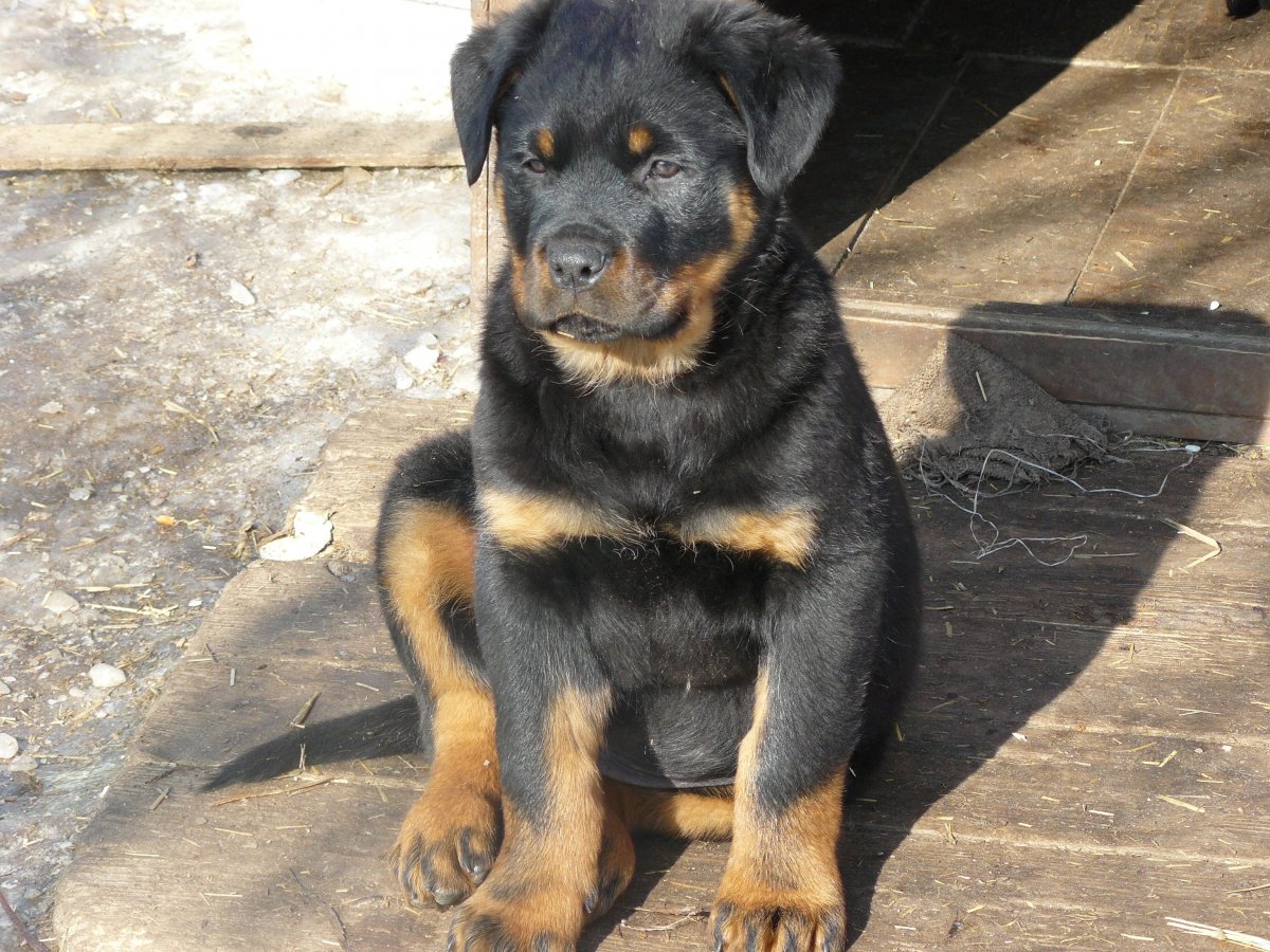 Метис алабая и ротвейлера