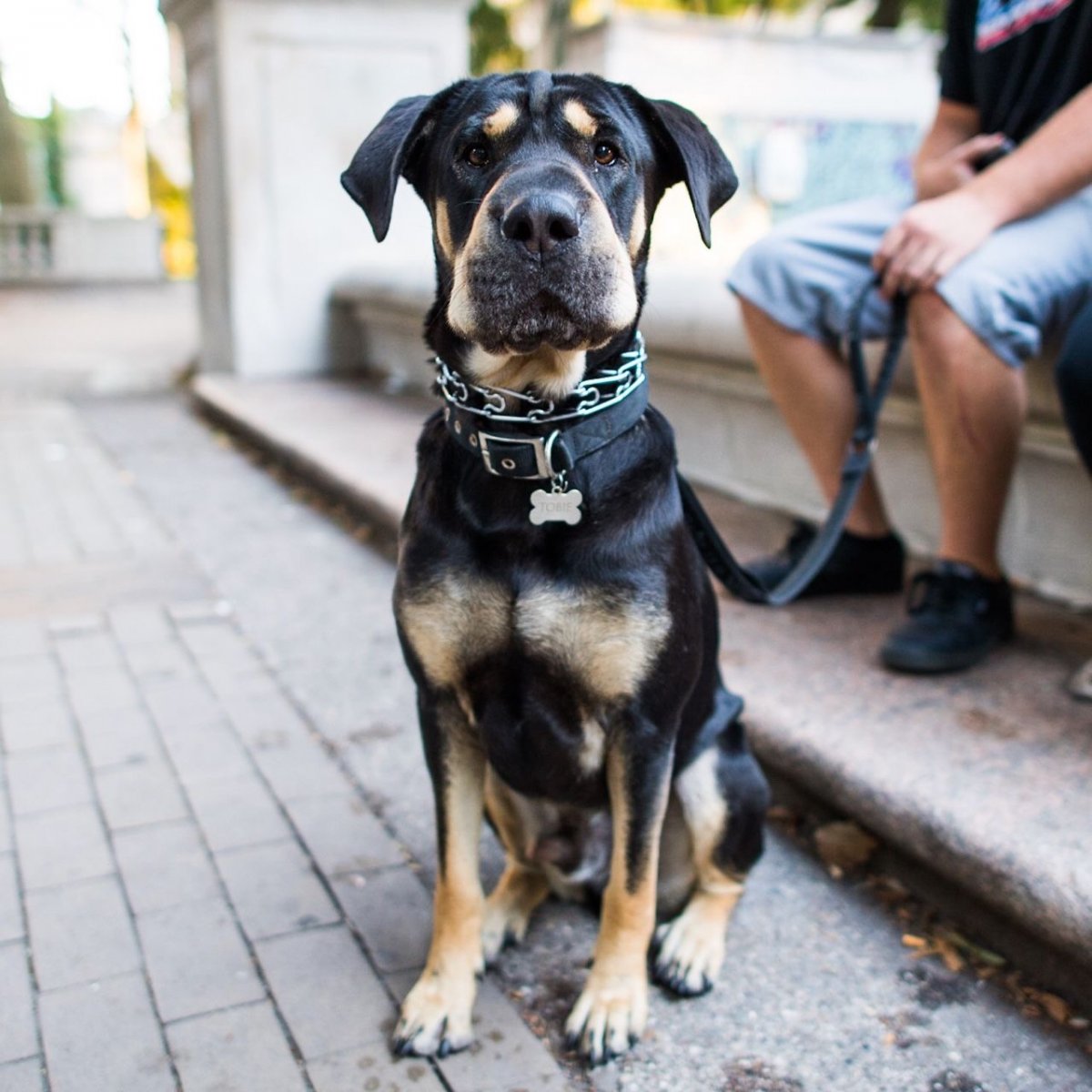 Метис шарпея и ротвейлера