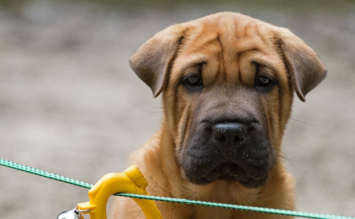 Стаффордширский терьер с шарпеем