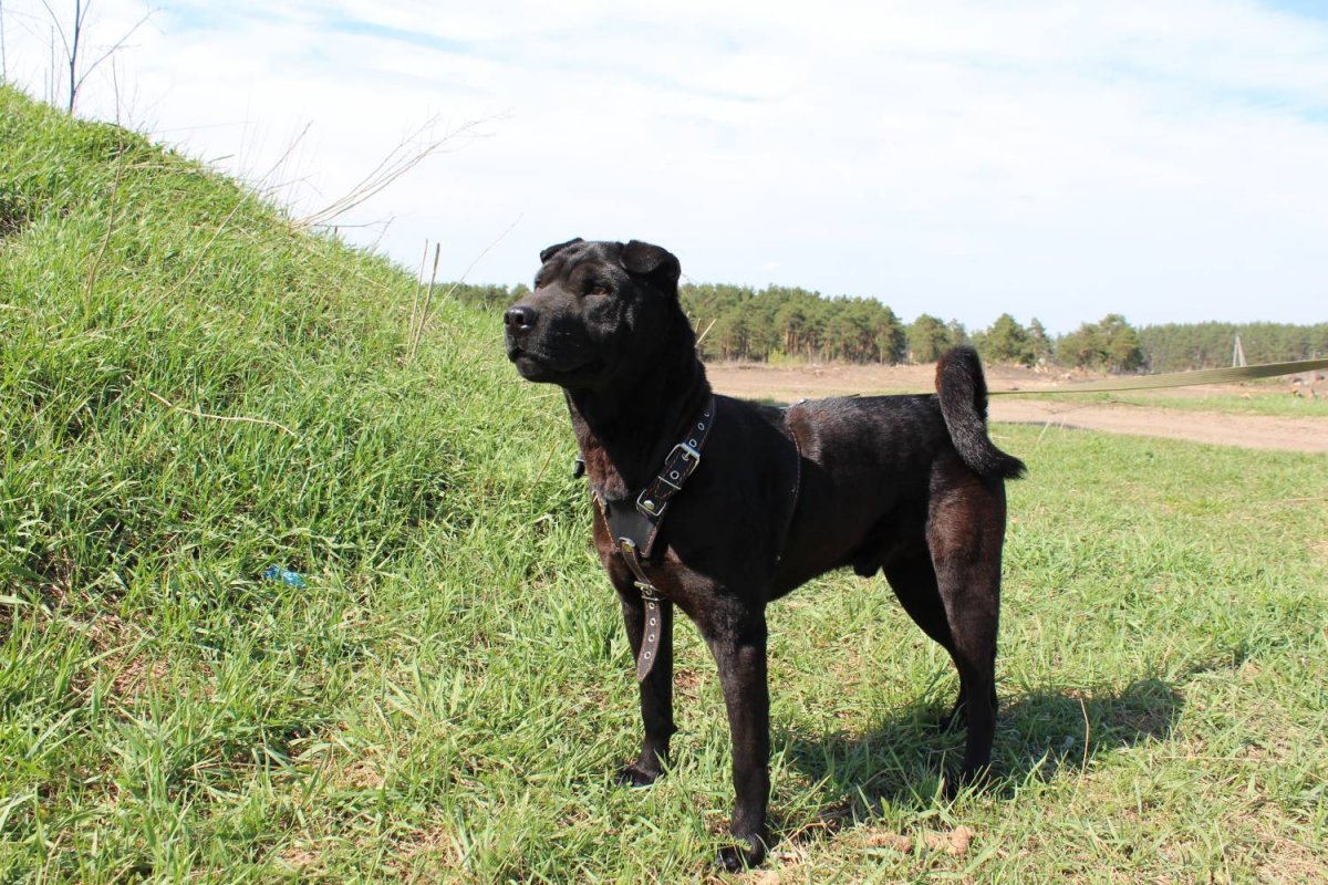 Смесь стаффордширский терьер и шарпей