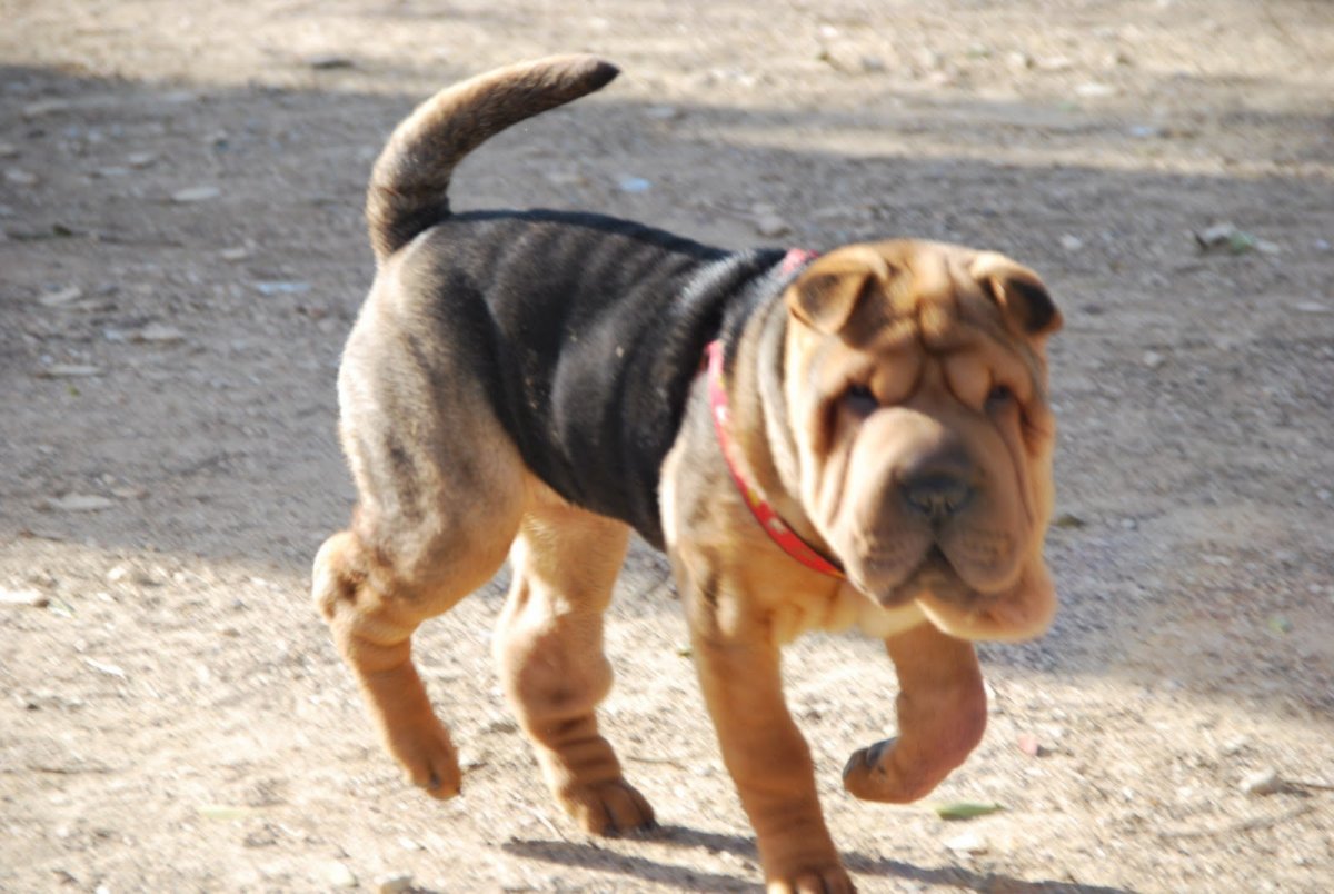 Метис таксы и ротвейлера