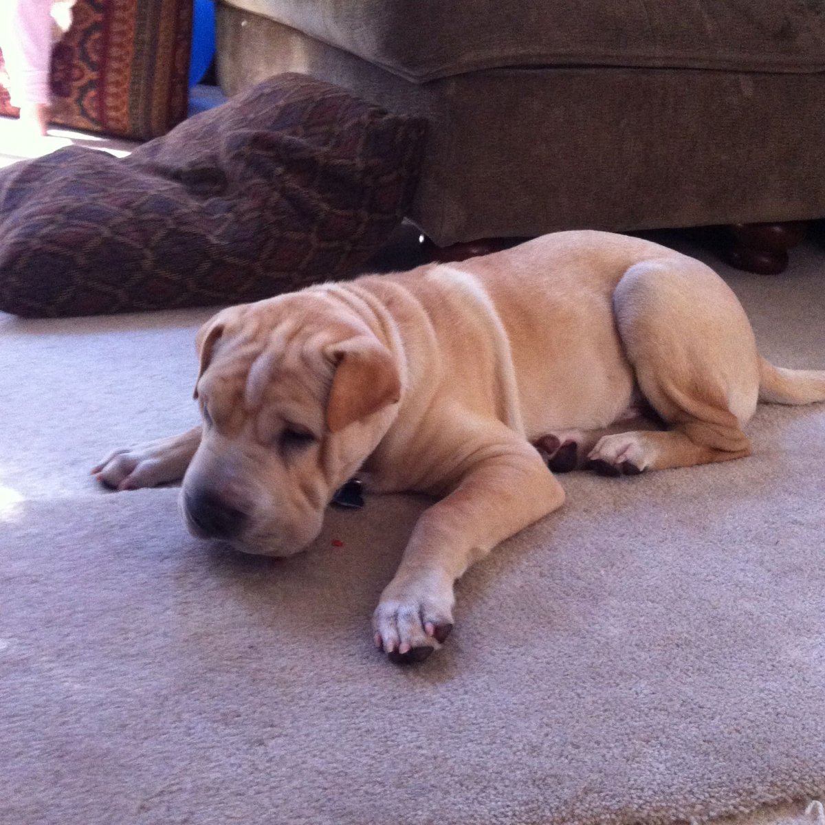 Помесь ротвейлера