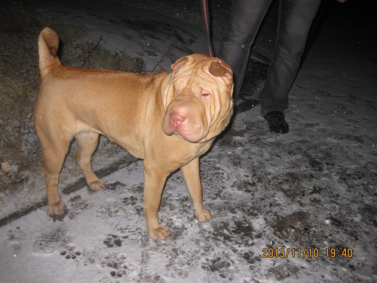 Шарканский ротвейлер