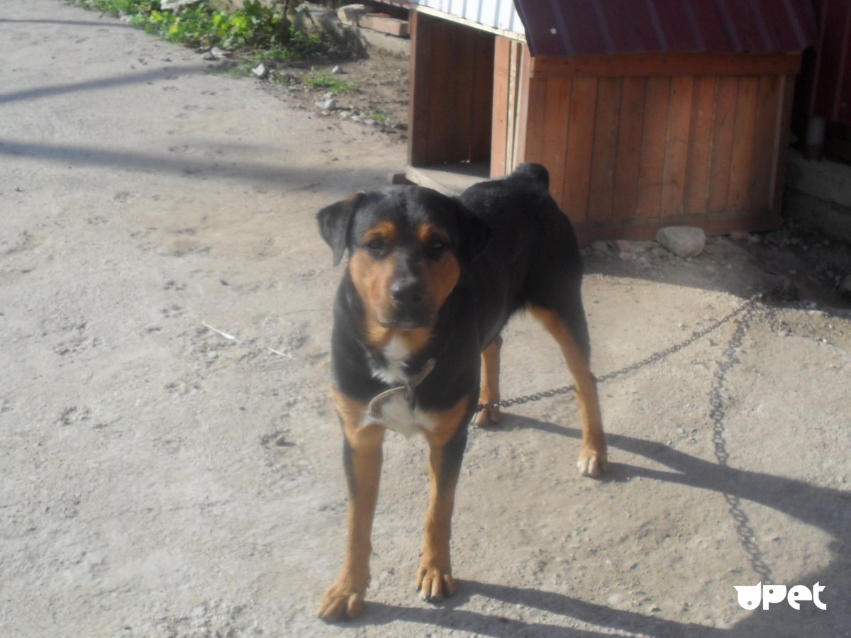 Помесь шарпея и ротвейлера