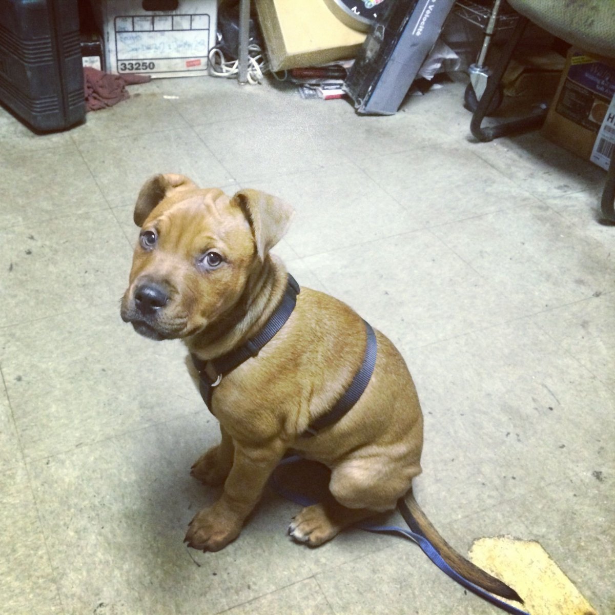 Шарпей собака фото