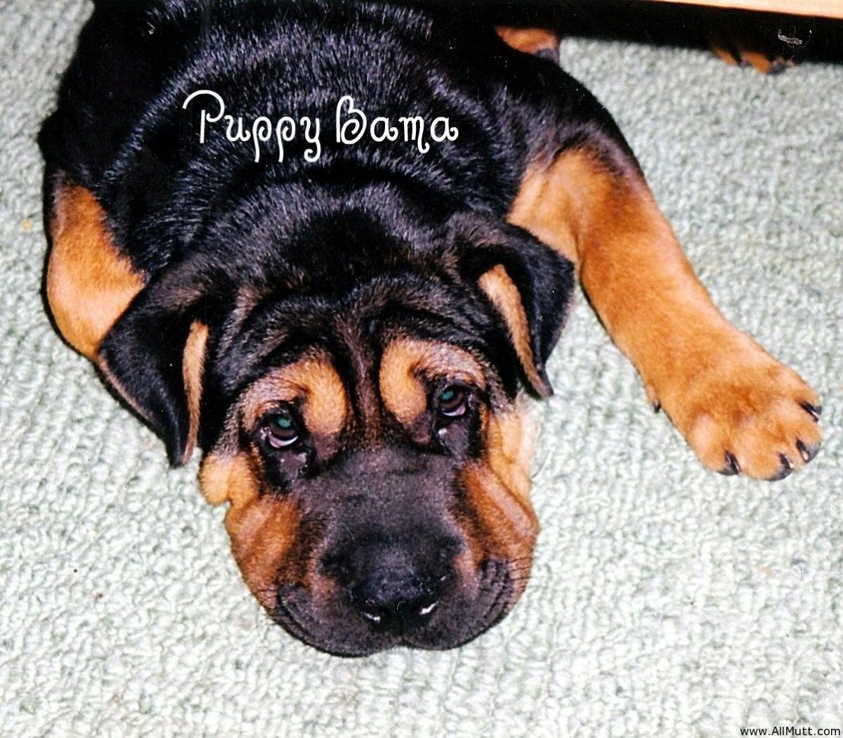 Ротвейлер и шарпей