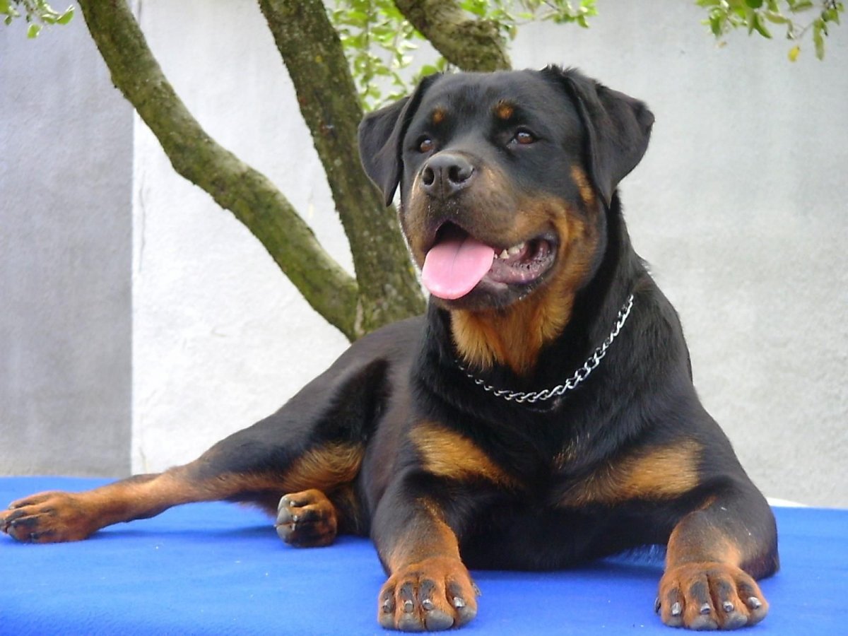 Шарпей с овчаркой