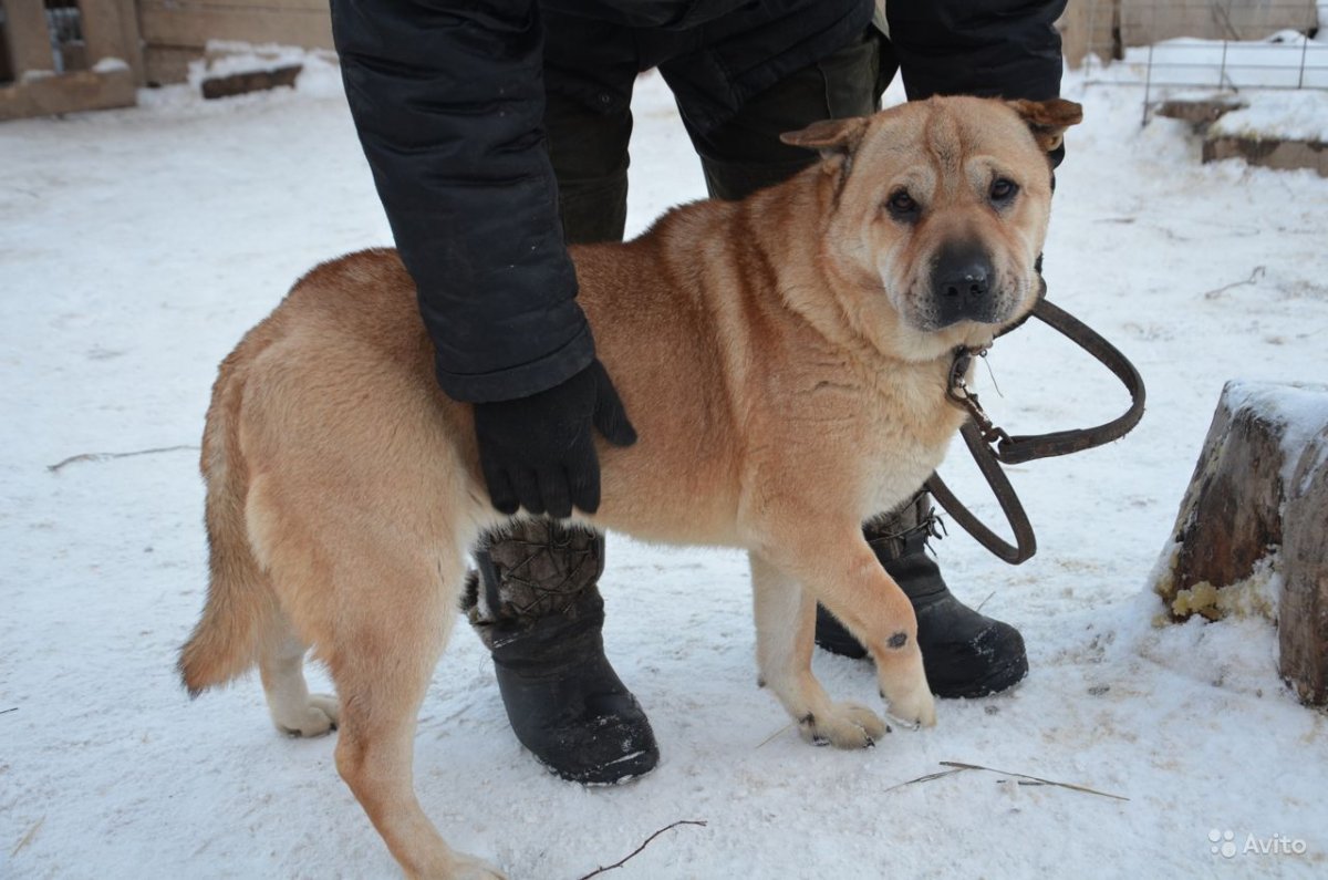 Ротвейлер мастиф