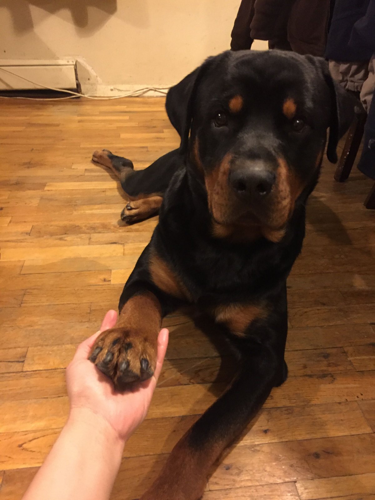 Ротвейлер альбинос