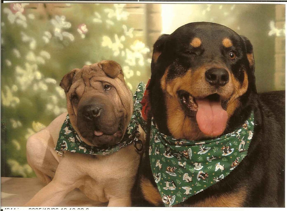 Чепрачный шарпей