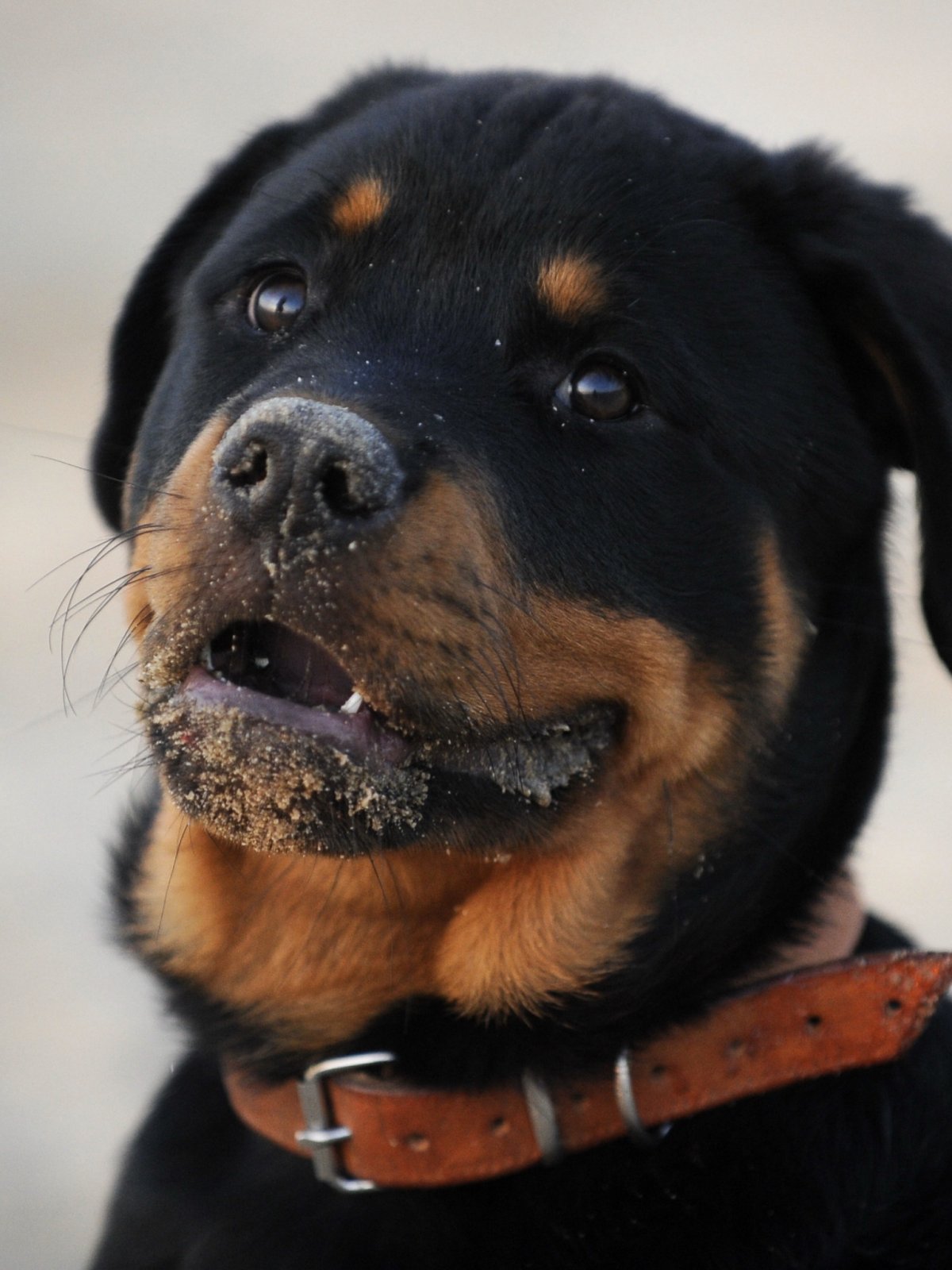 Мастиф шарпей