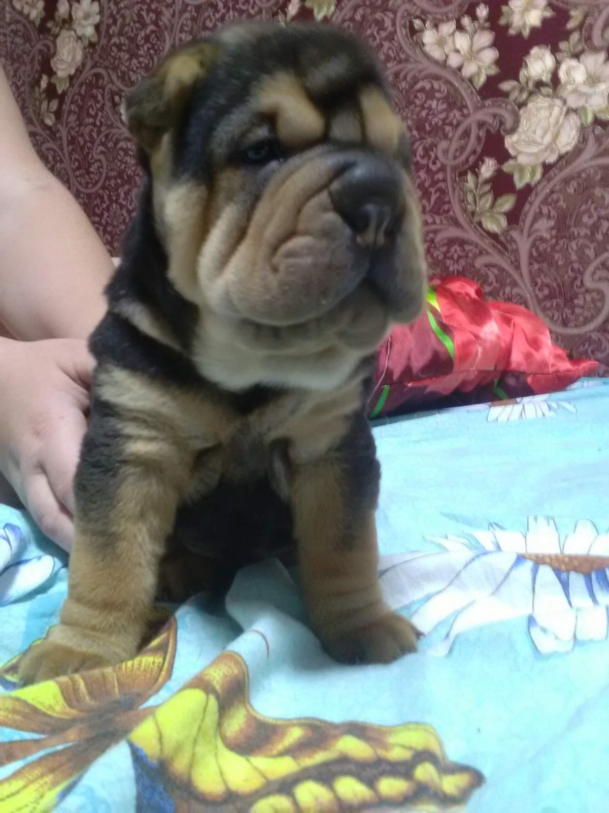 Стаффордширский терьер с шарпеем